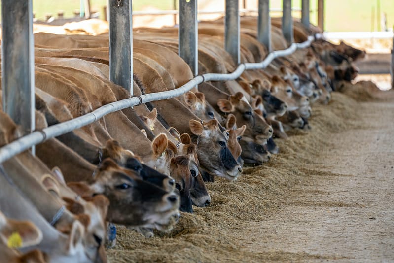Photo of a commercial farm site where about 20 cows are feeding from a cramped trough