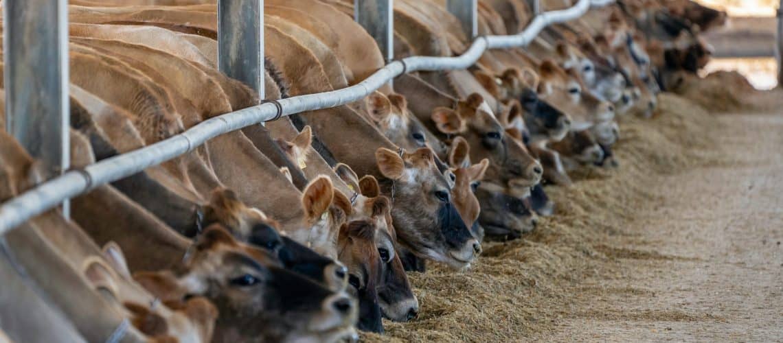 Photo of a commercial farm site where about 20 cows are feeding from a cramped trough
