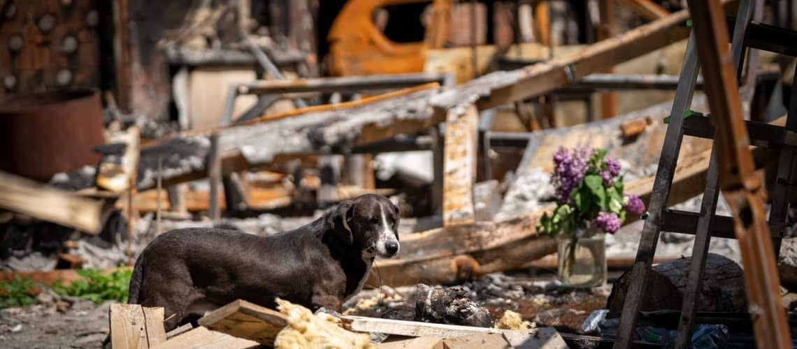 In the rubble of Bucha, Ukraine, a small grey and brown dog with a white face marking is pictured standing next to a vase of purple flowers and large green leaves. © FOUR PAWS | Maksym Havrylov