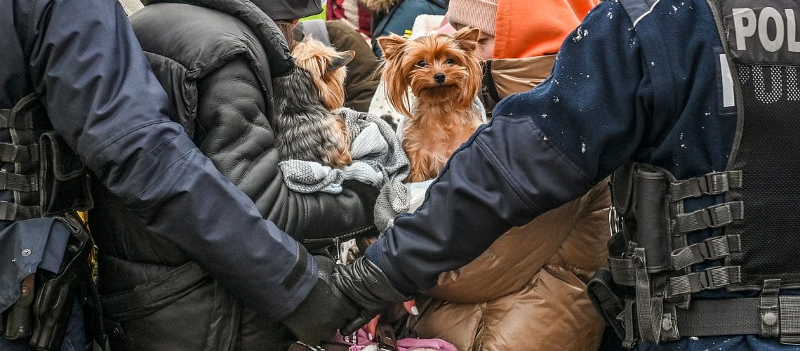 According to estimates from the UN Refugee Agency (UNHCR), more than 3 million people have fled Ukraine since the start of the Russian invasion on February 24th, with almost 2 million of those people arriving in Poland.

Amid the mass exodus, companion animals - dogs, cats, rodents and birds - also innocent victims of war, accompany those fleeing in search of safety.